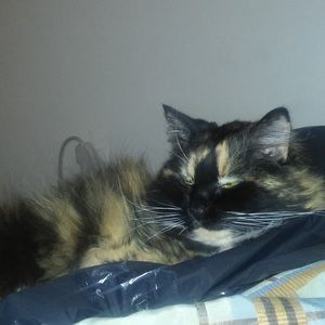 Meet your Posher, Cassandra